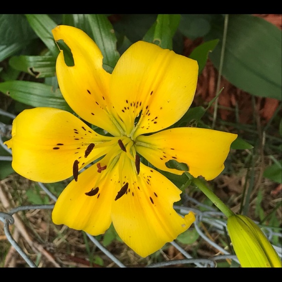 Meet your Posher, Dayami - Picture 1 of 1